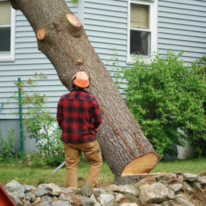 6 Benefits of Hiring Tree Removal Services for Seniors