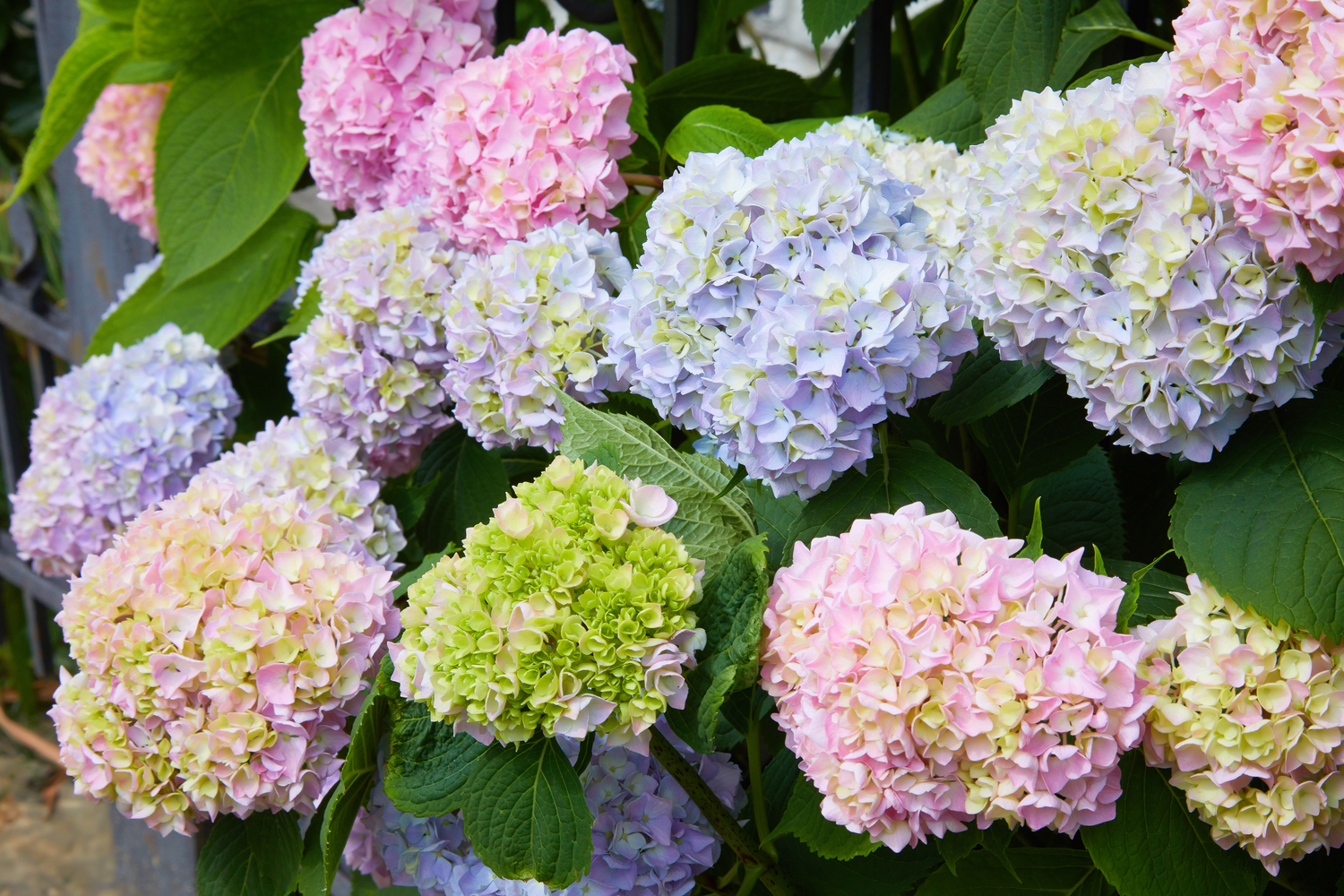 The Best Fertilizer for Hydrangeas &#8211; A Comprehensive Guide