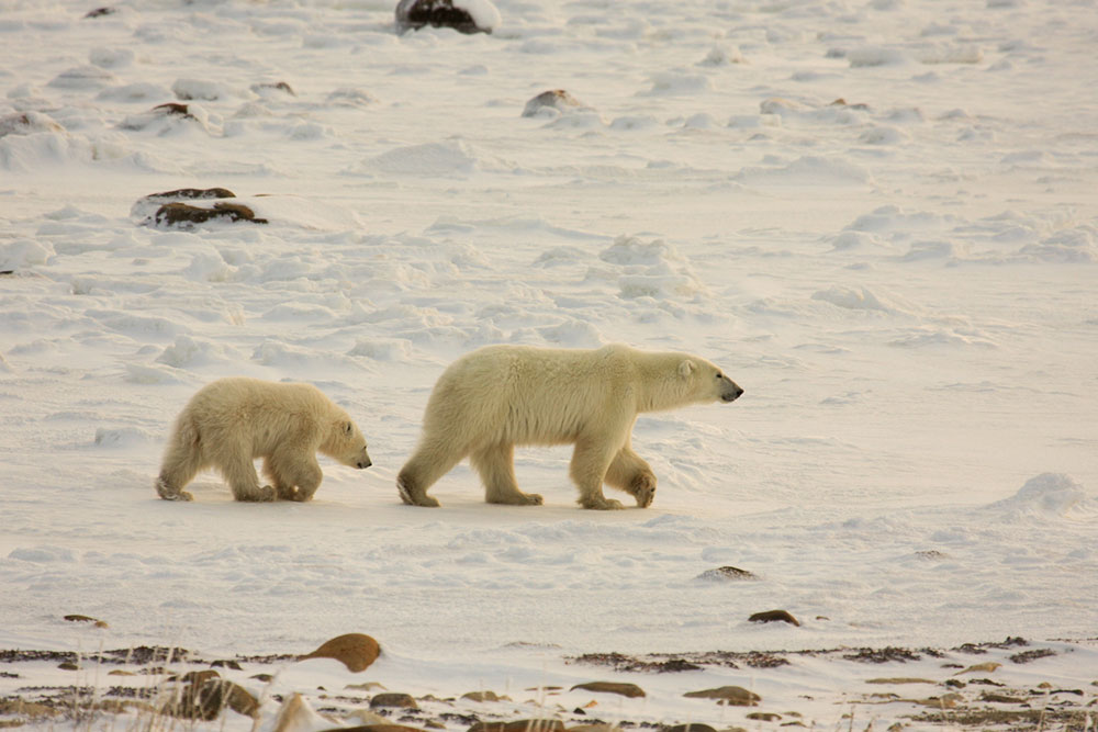 Polar Bear Tours &#8211; Tips to Choose One and What to Pack