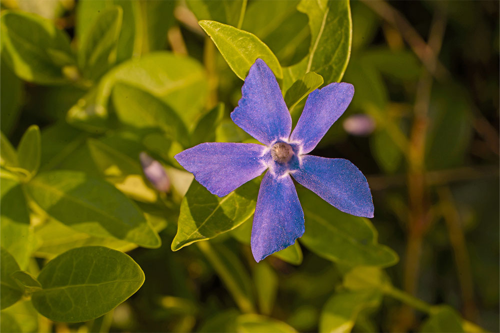 7 Easy Ways to Get Rid of Periwinkle