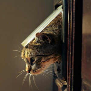 Benefits of pet doors