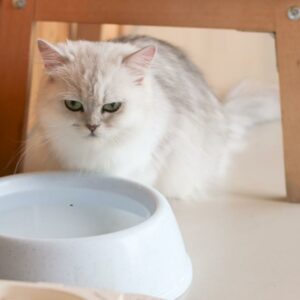 Best vet-recommended foods for your pet cat