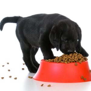 Best vet recommended puppy foods