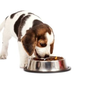 Best online websites to buy dog foods