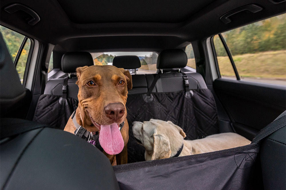 Car barriers that are best suited for dogs