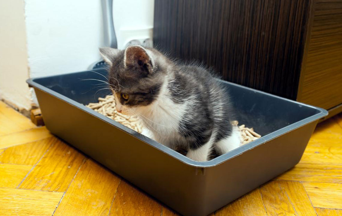 Factors to consider before purchasing automatic cat litter boxes