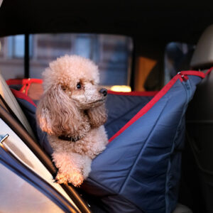 Factors to consider while buying car pet barriers