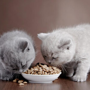 Homemade cat food samples you should be trying immediately