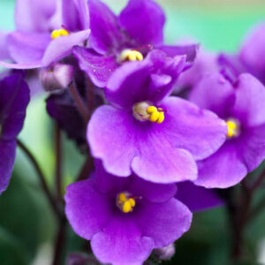 Know your African violets