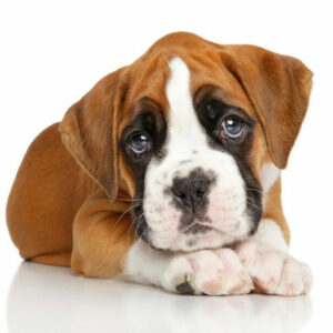 Popular boxer puppies breeders in the country