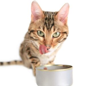 Six amazing benefits of feeding canned foods to cats