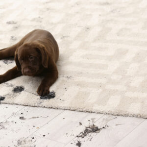 Tested Pet Stain Removal Solutions