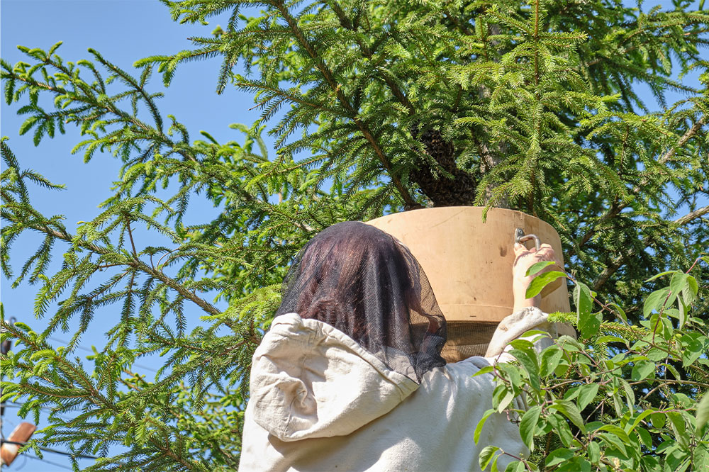 Things to Know about Bee Nest Removal