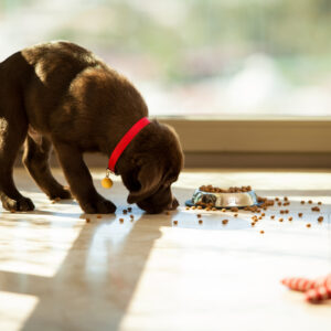 Tips to Choose the Best Puppy Food