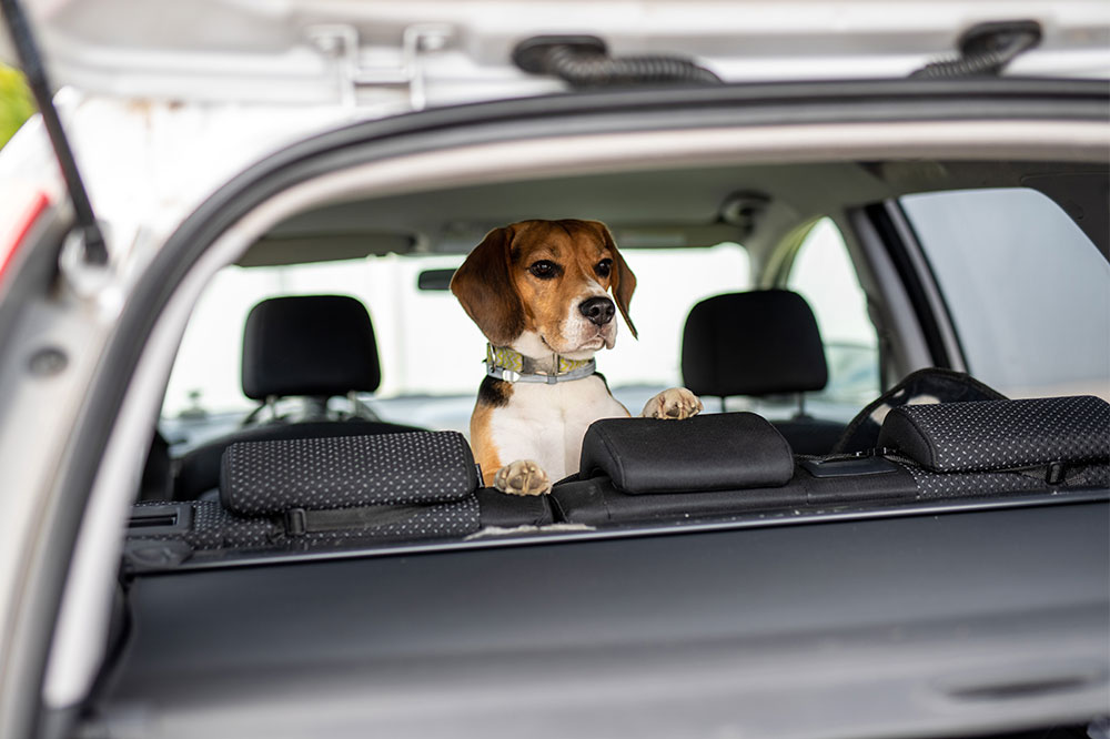 4 benefits of installing a car pet barrier