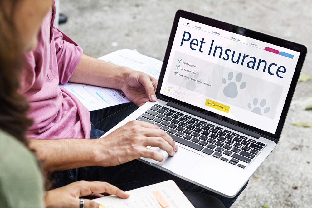 5 factors to consider before getting pet insurance