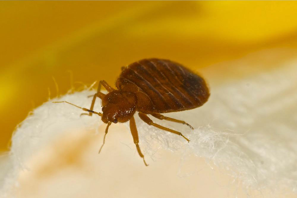 Natural Remedies For Bed Bug Bites Treatment