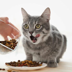 Choosing the Right Food for Cats with Sensitive Skin