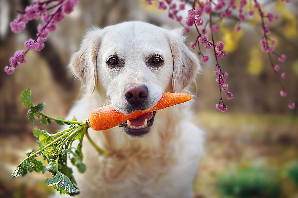 Human foods that are best for dog health