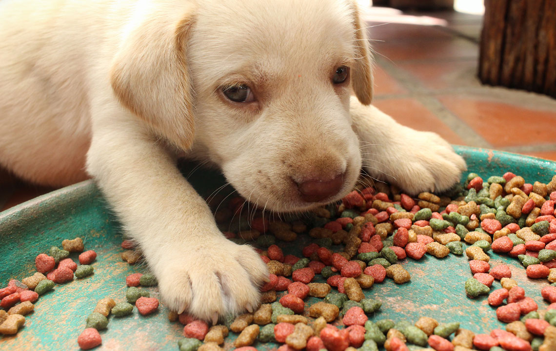 Six Factors to Consider Before Buying Puppy Food