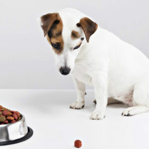 Top Brands for Wet Dog Food