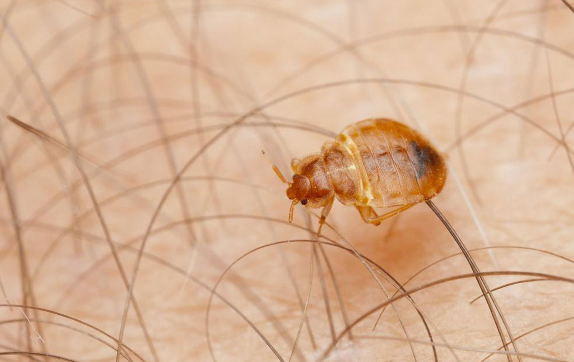 13 Things You Should Know about Bed Bugs Infestation