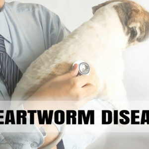 5 medicines that help prevent heartworm in dogs