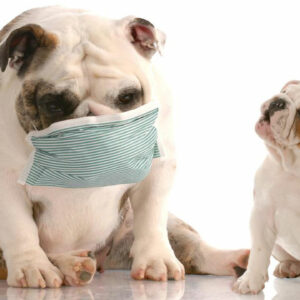 5 prominent symptoms that indicate dog allergy