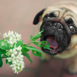 6 plants that are harmful to dogs