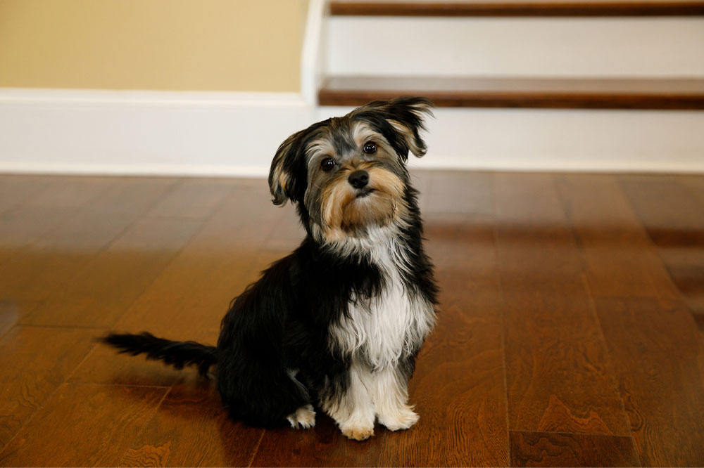 10 Things to be Aware of While Buying a Morkie