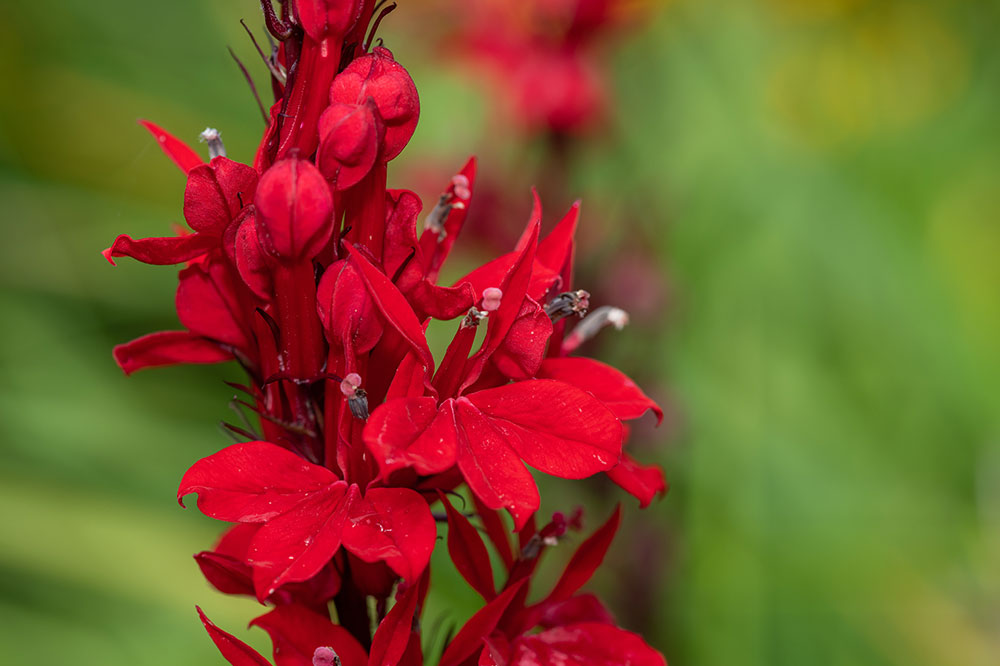 A Guide on Attracting Hummingbirds to the Backyard