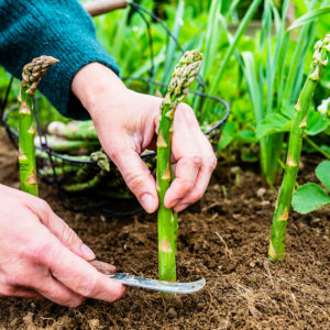 Key Things to Know About Growing Asparagus