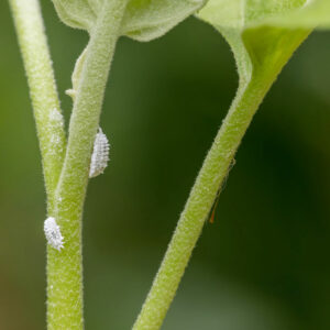 6 Ways to Deal With a Mealybug Infestation