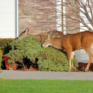 6 Ways to Keep Deer Away From the Yard