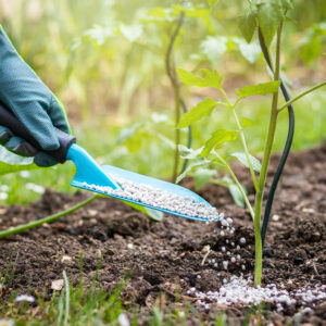 Tomato Fertilizers &#8211; Uses, Benefits, and Costs